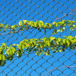 plants on chain link fence