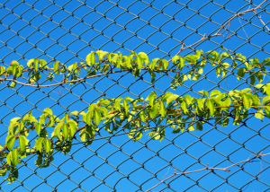 plants on chain link fence